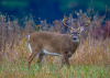 Whitetail Deer side view